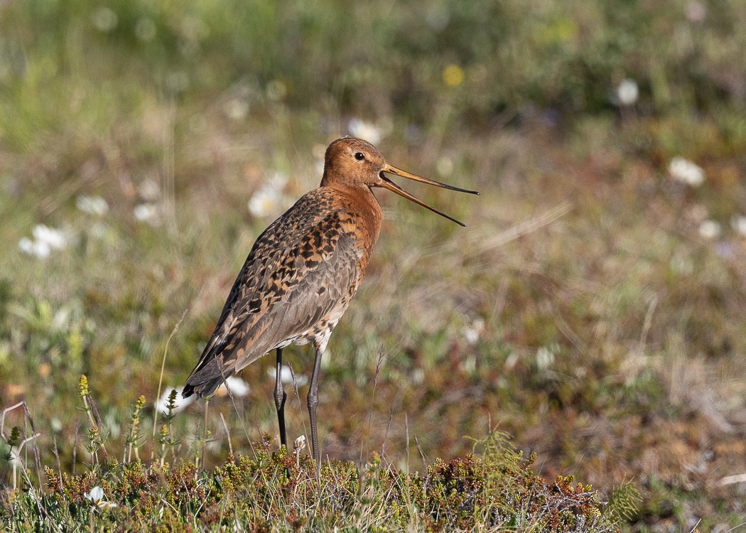 Black-tailed Godwit - ML647138382