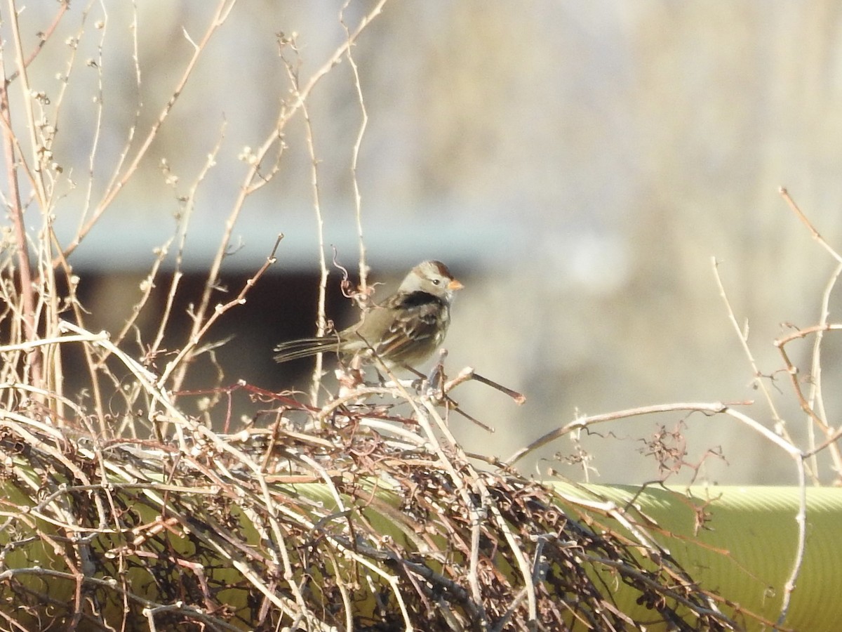 White-crowned Sparrow - ML647138383