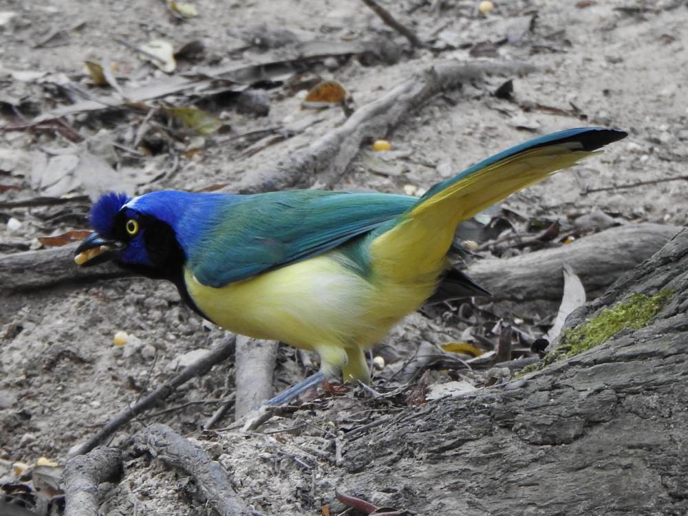 Green Jay - ML647138384