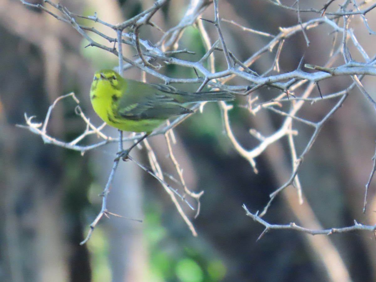 Prairie Warbler - ML647138386