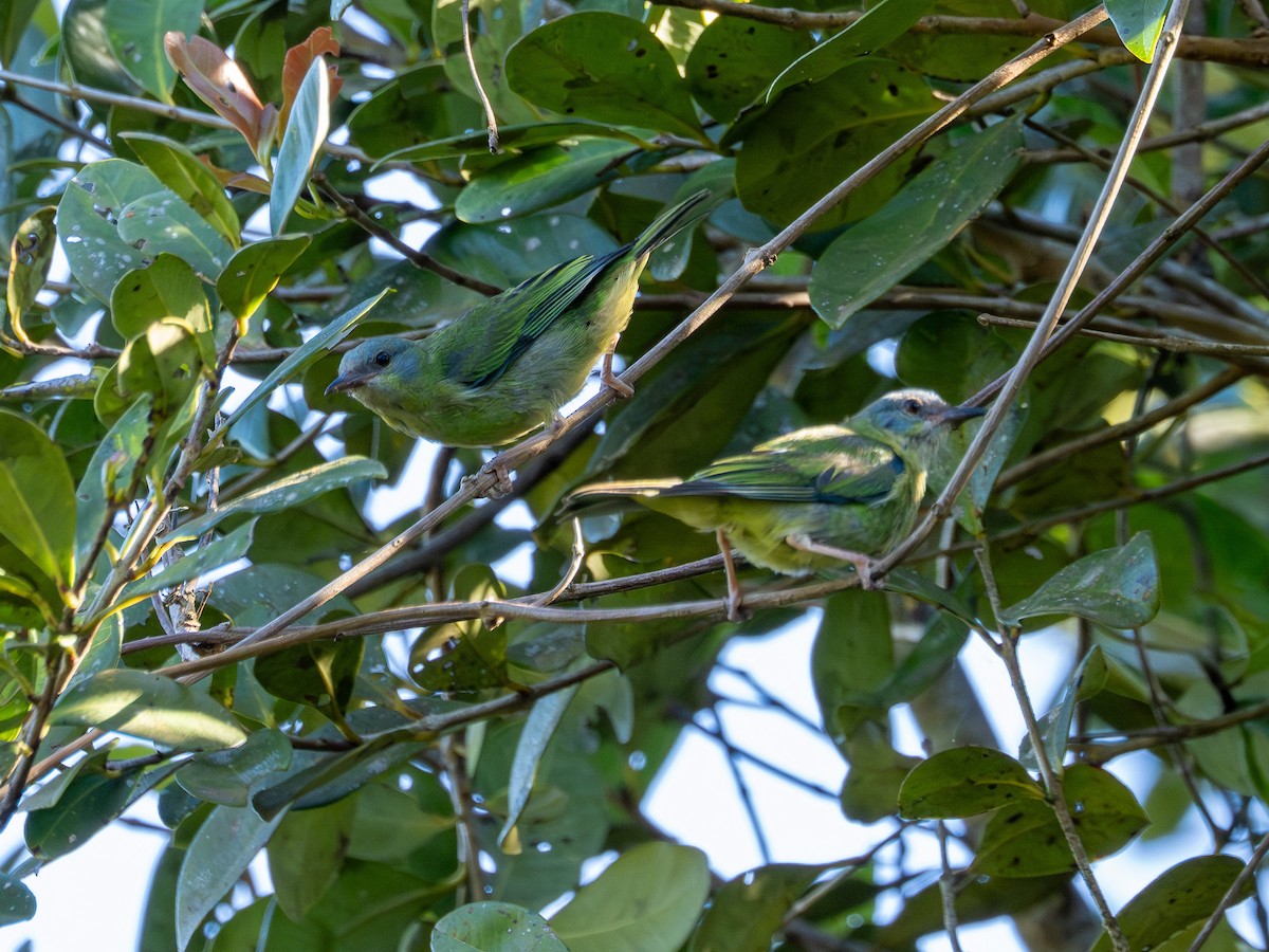 Blue Dacnis - ML647138387