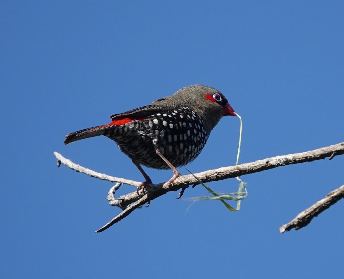 Red-eared Firetail - ML647138389