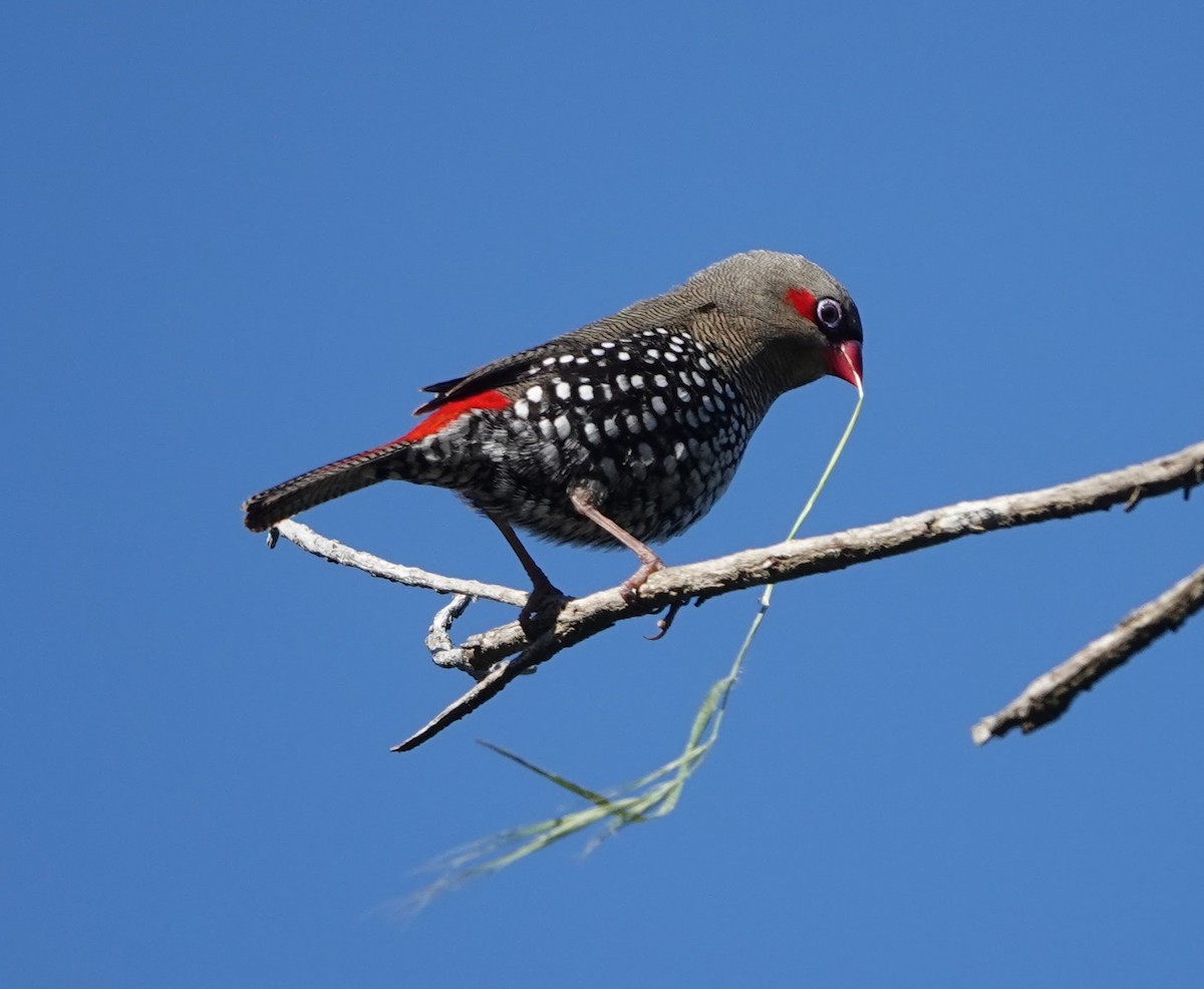 Red-eared Firetail - ML647138390
