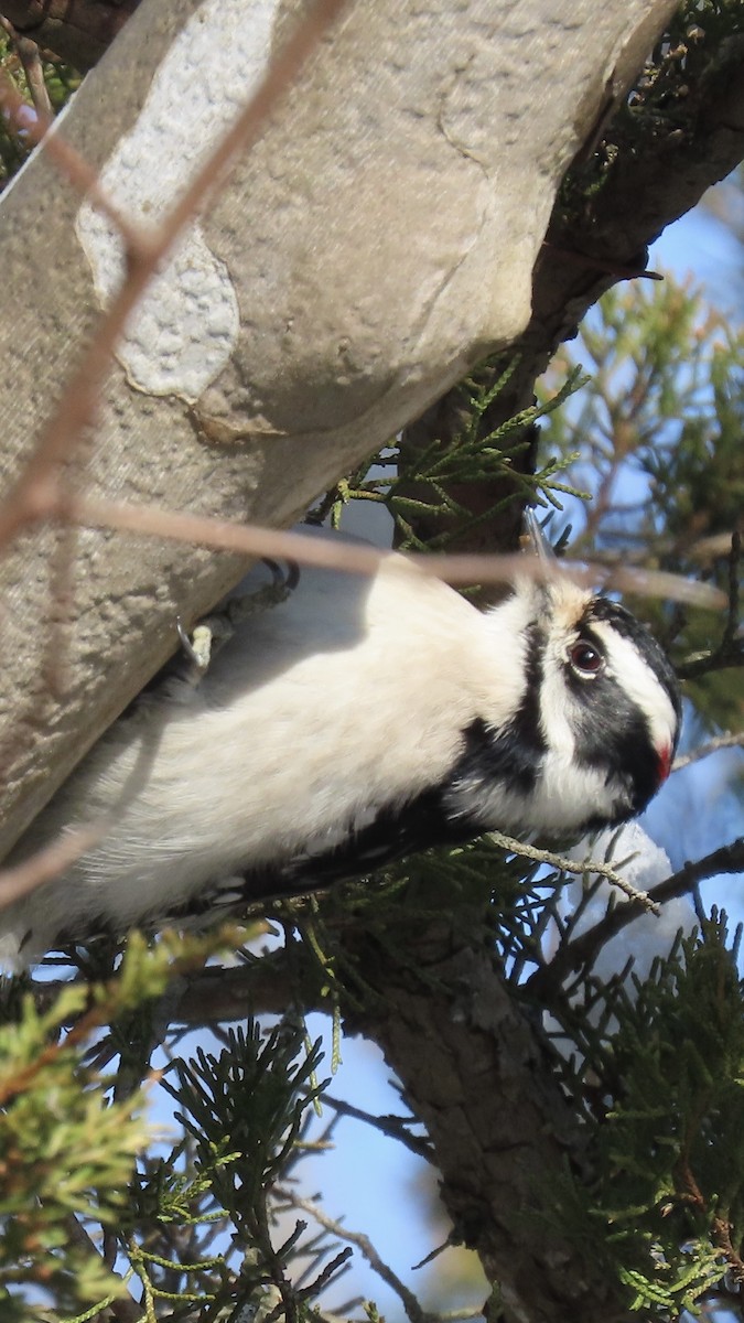 Downy Woodpecker - ML647138391