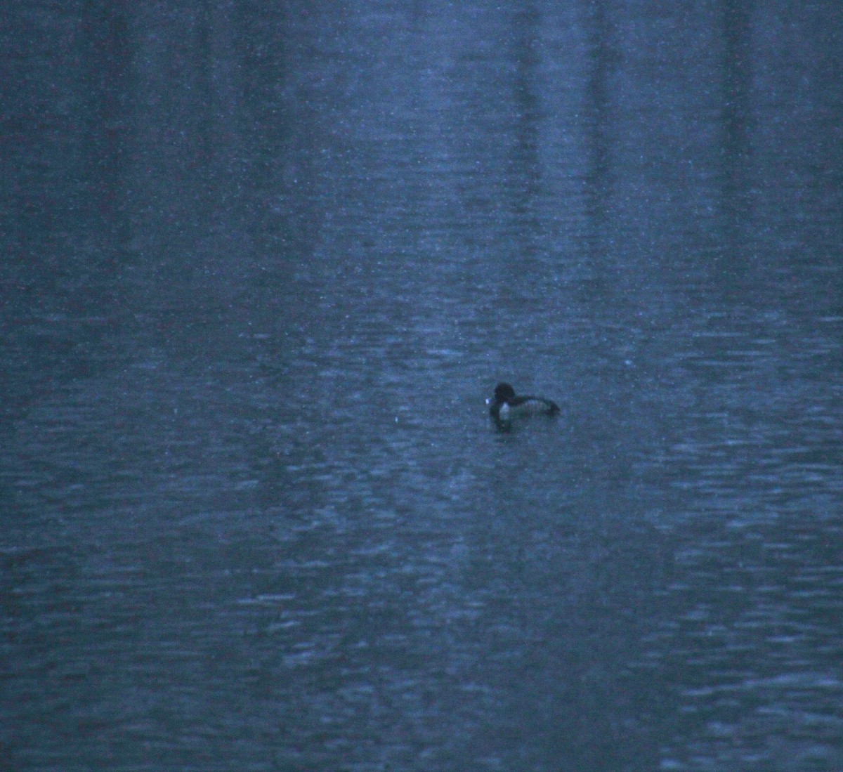 Ring-necked Duck - ML647138392