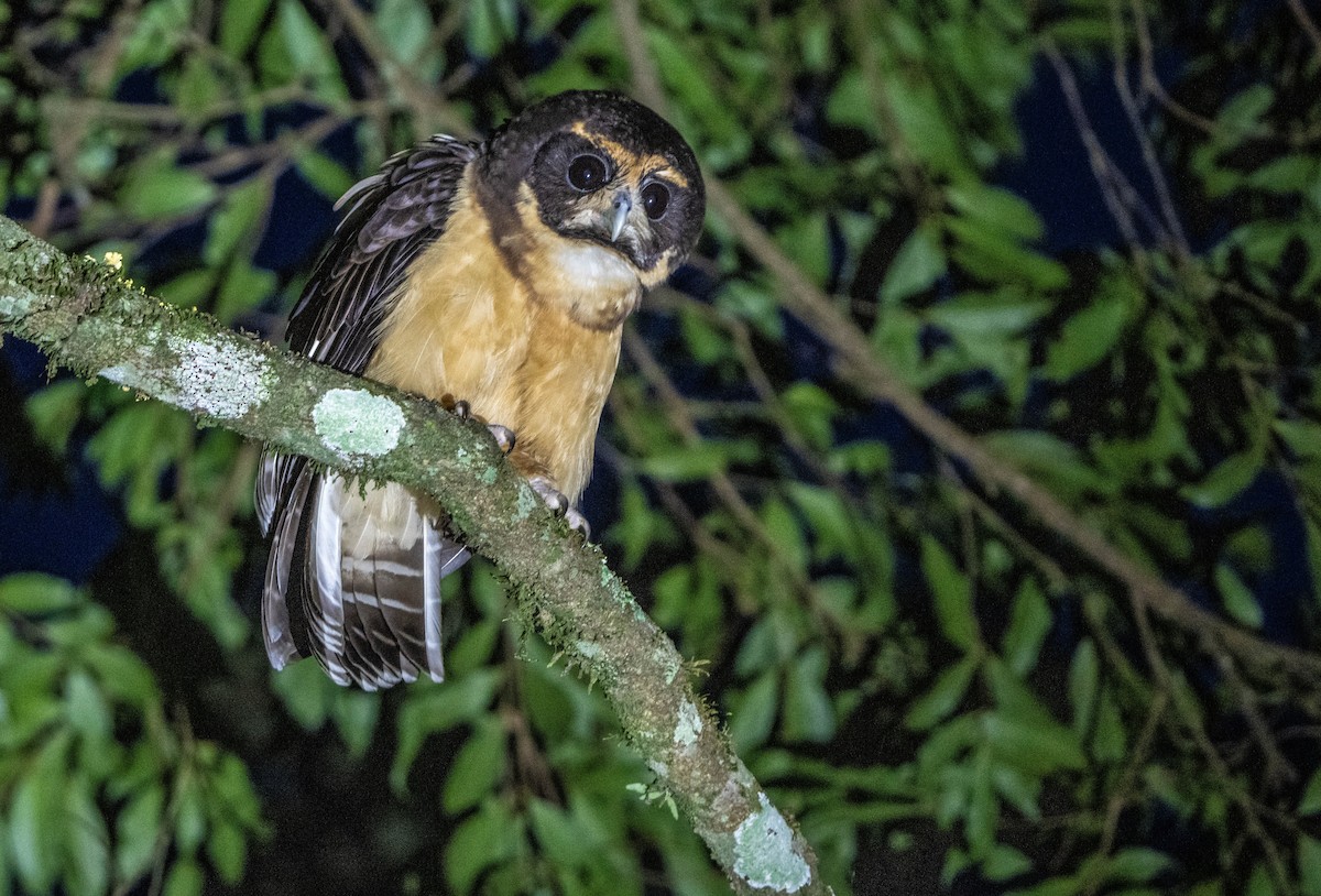 Tawny-browed Owl - ML647138393