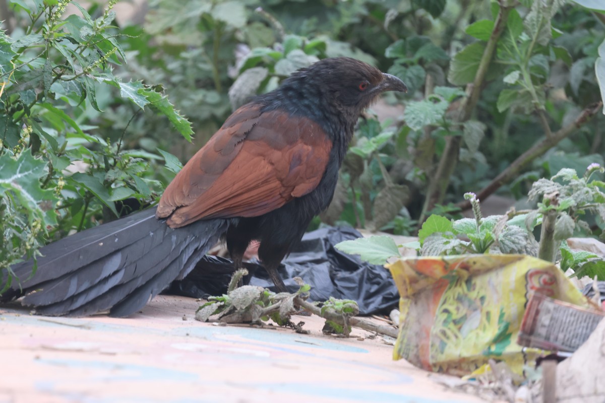 Greater Coucal - ML647138395