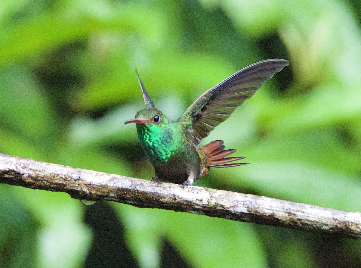 Green-breasted Mango - ML647138396