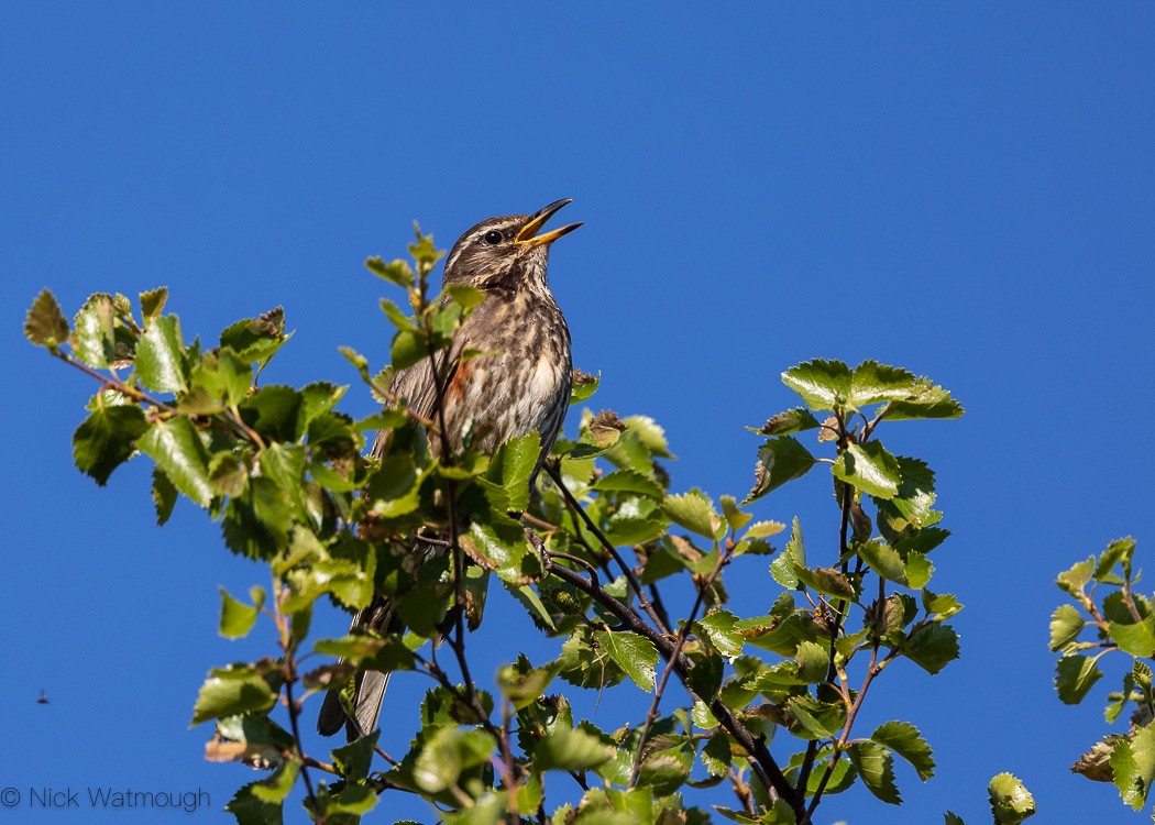 Redwing - ML647138398