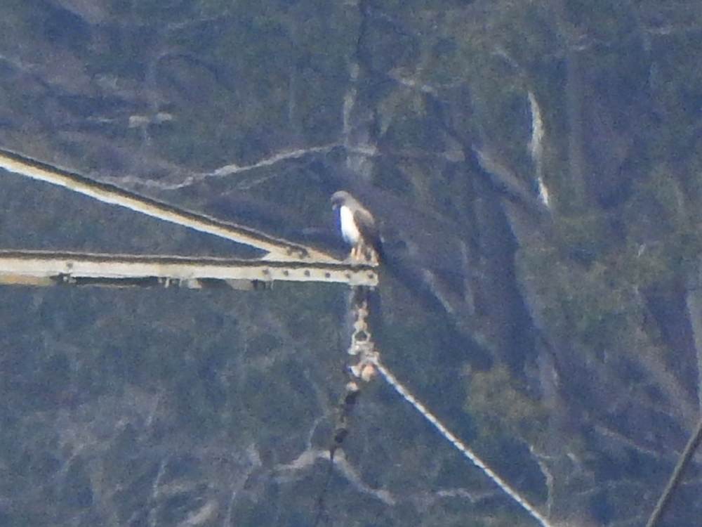 White-tailed Hawk - ML647138399