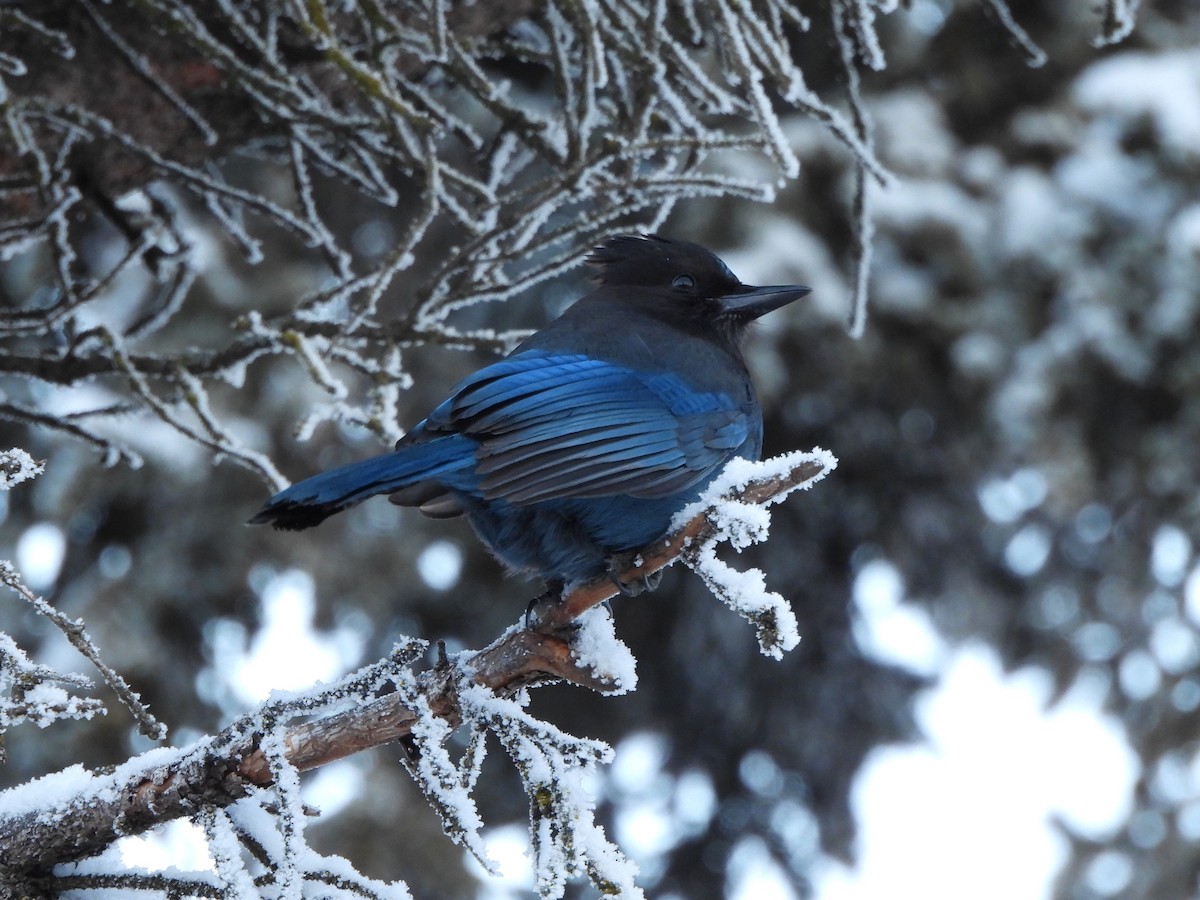 Steller's Jay - ML647138400