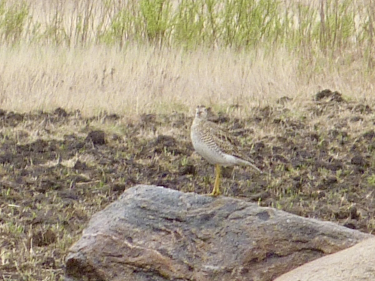 Upland Sandpiper - ML647138401