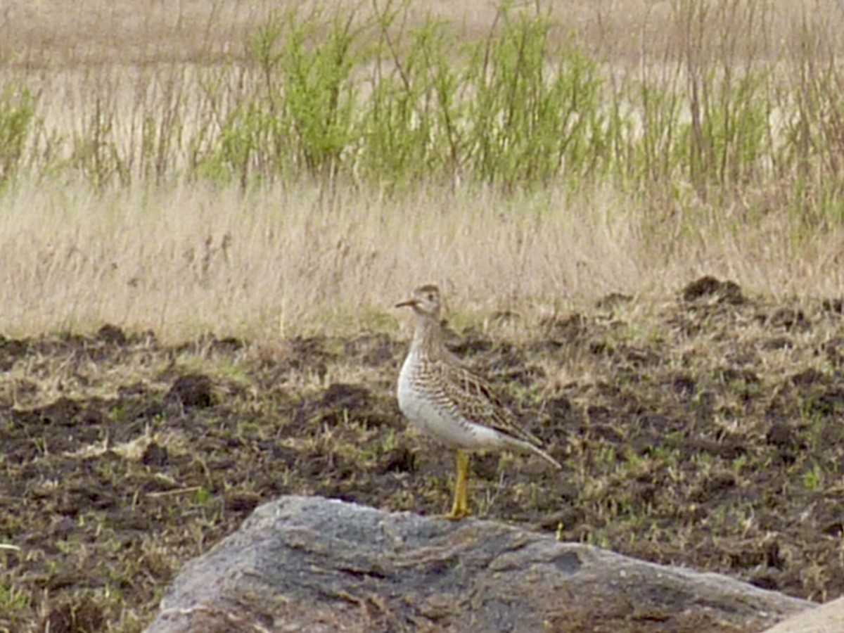 Upland Sandpiper - ML647138402
