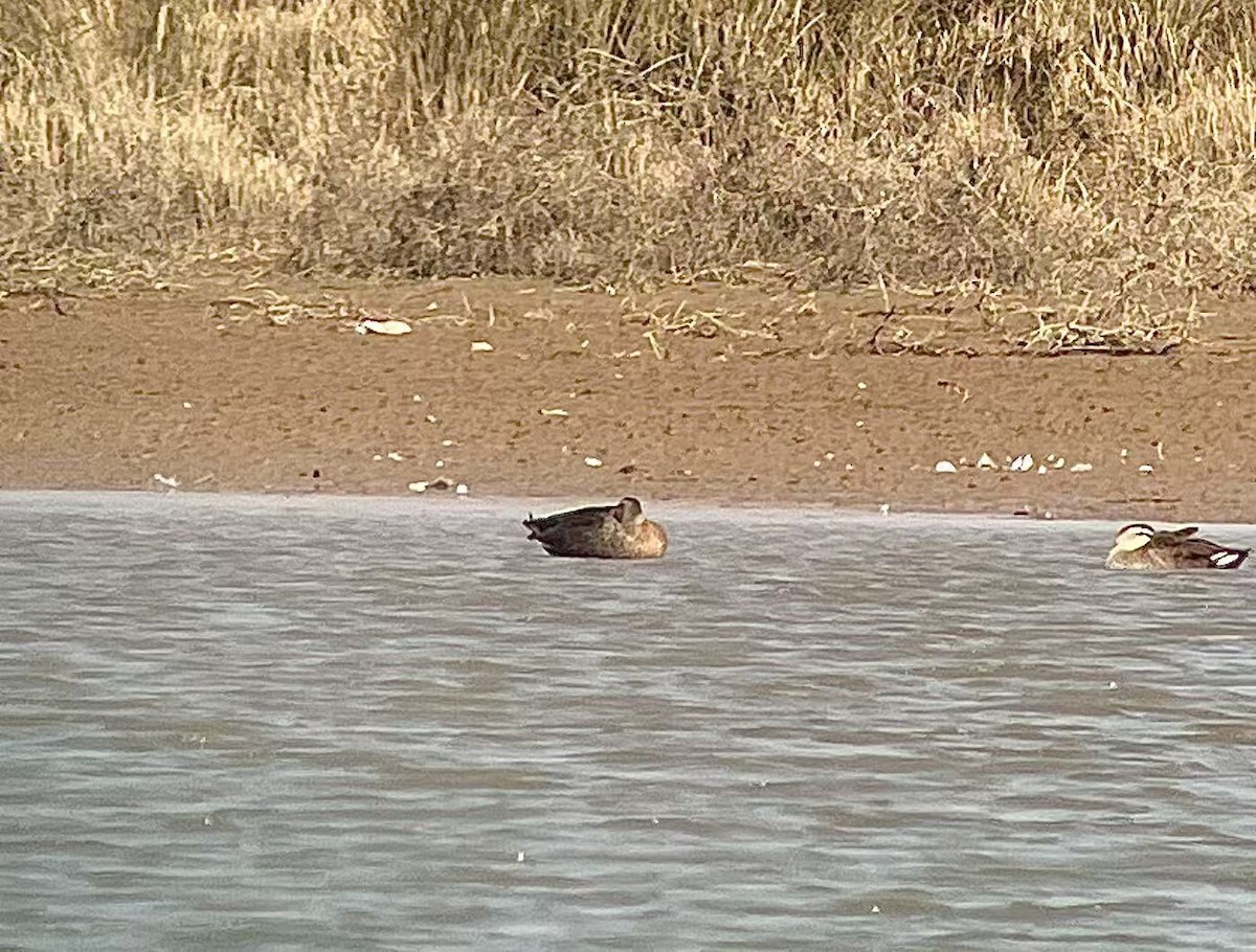 Eastern Spot-billed Duck x Mallard (hybrid) - ML647138405