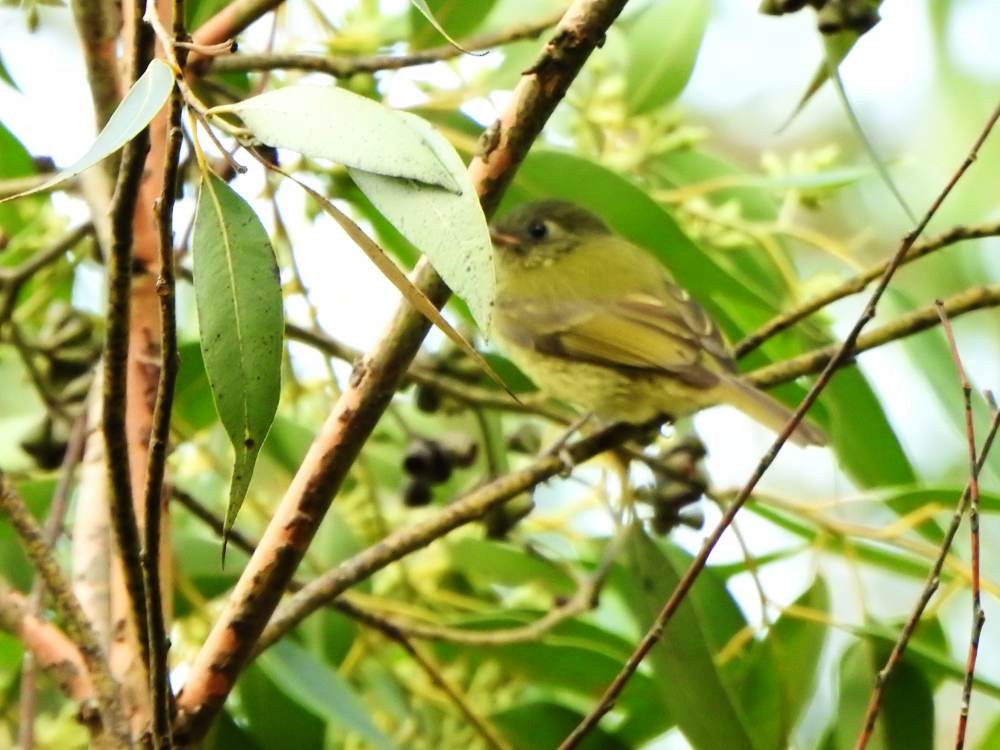 Тиранчик-мухолюб зелений - ML647138417