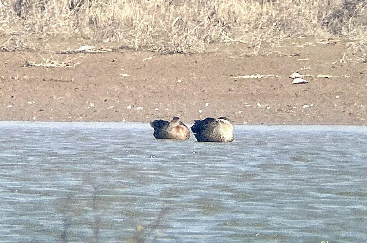 Eastern Spot-billed Duck x Mallard (hybrid) - ML647138423