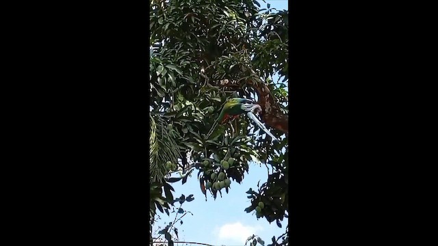 Blue-and-yellow x Scarlet Macaw (hybrid) - ML647138433