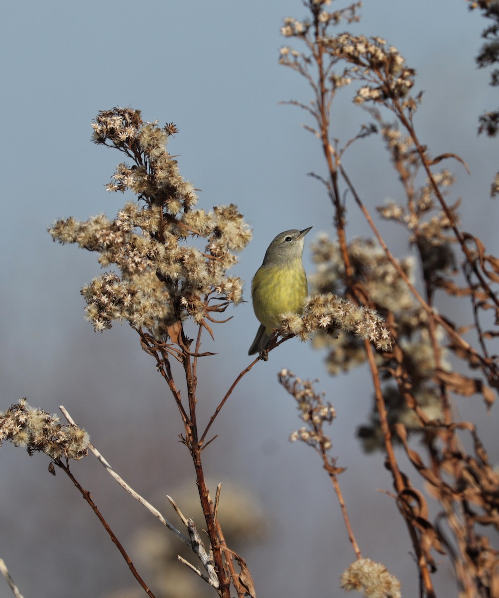 Orange-crowned Warbler - ML647138434