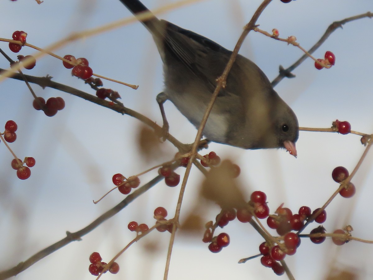 Dark-eyed Junco - ML647138461