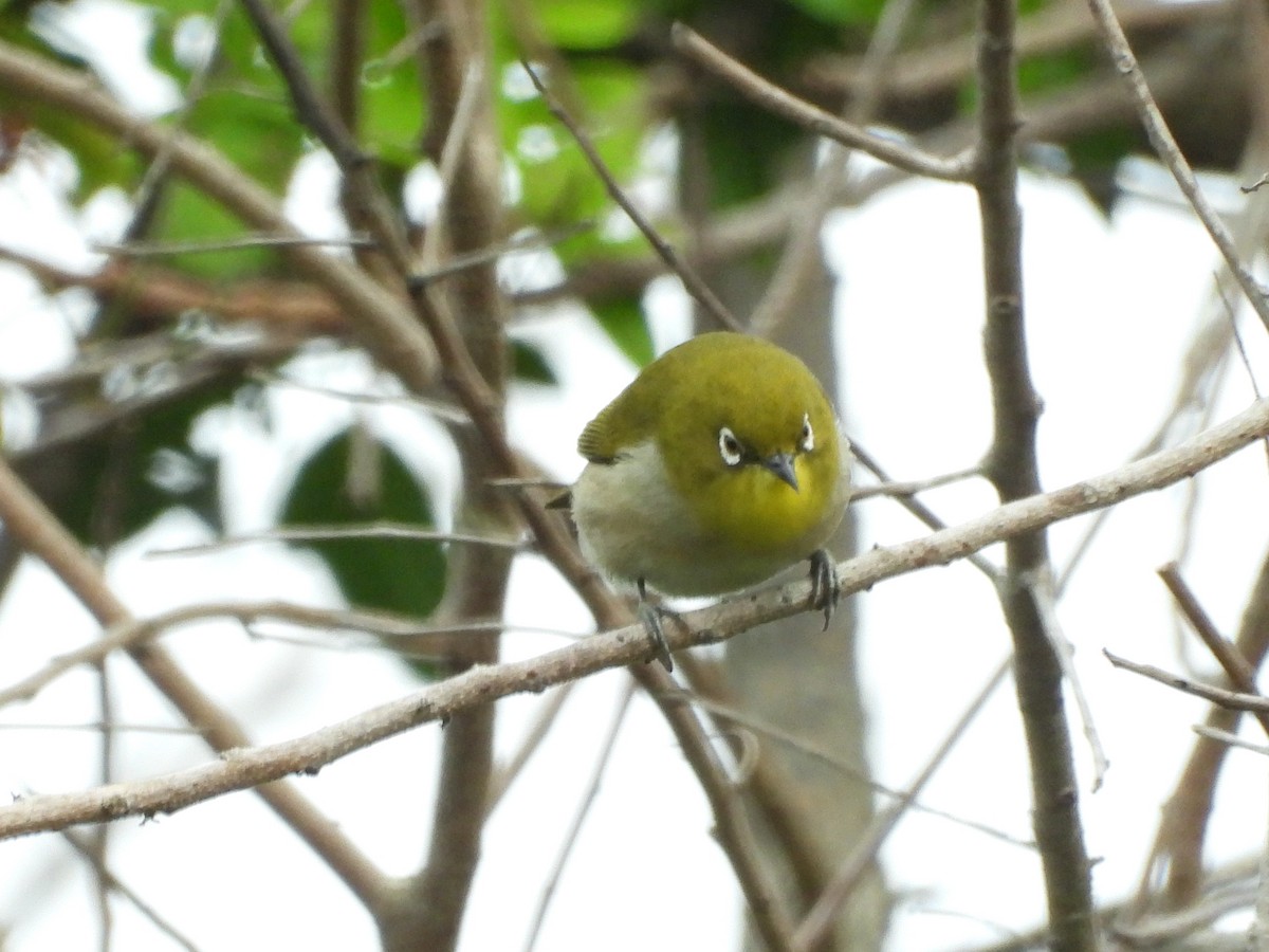 Warbling White-eye - ML647138483