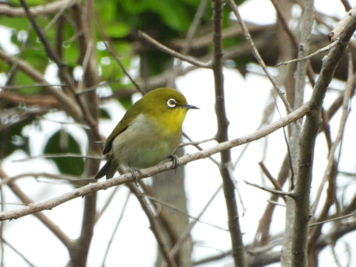 Warbling White-eye - ML647138484