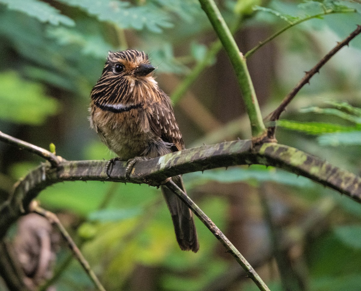 Crescent-chested Puffbird - ML647138488