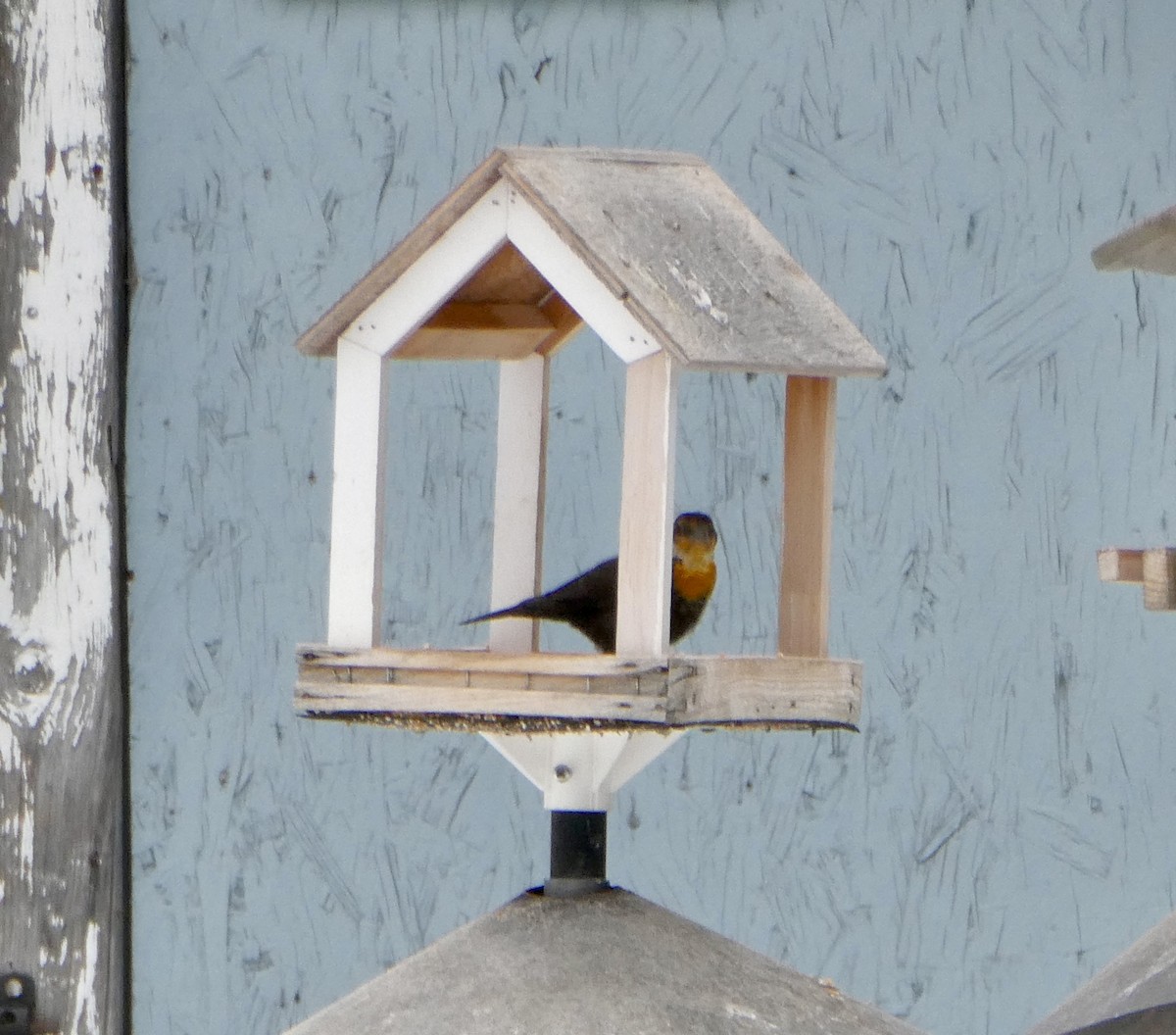 Yellow-headed Blackbird - ML647138489