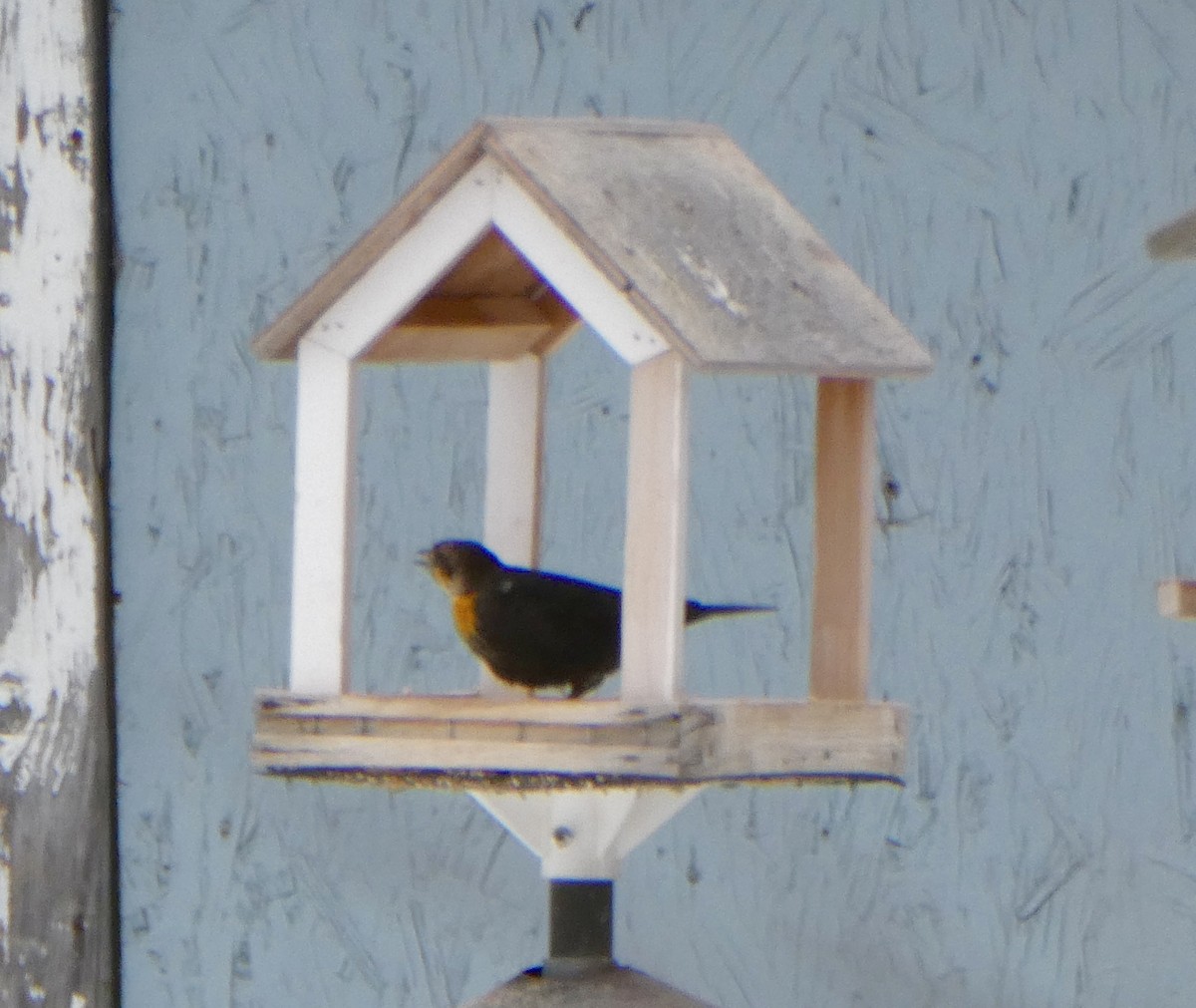 Yellow-headed Blackbird - ML647138490