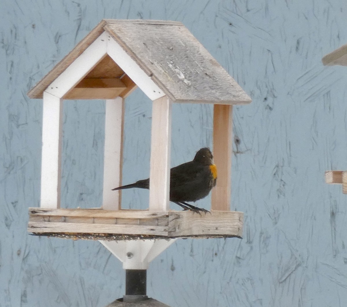 Yellow-headed Blackbird - ML647138491