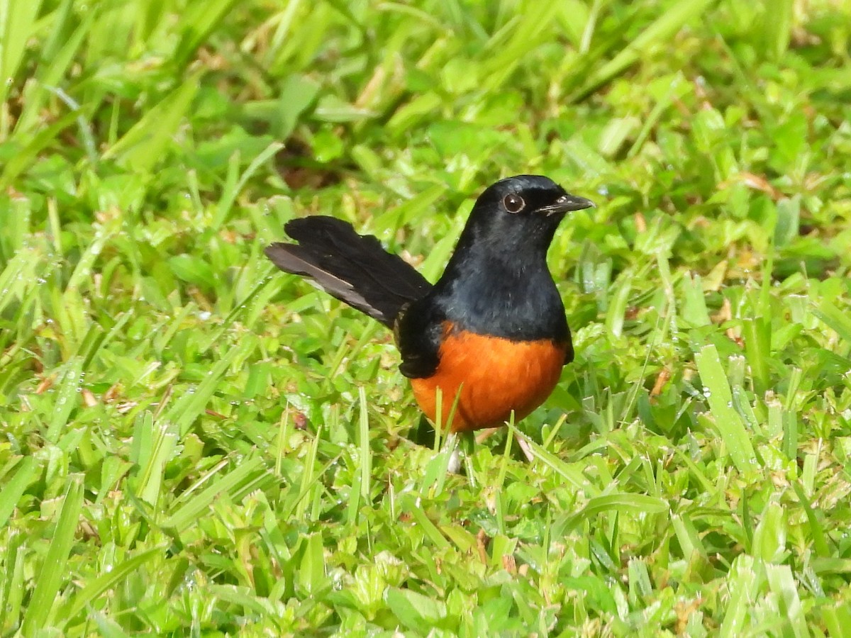 白腰鵲鴝 - ML647138497