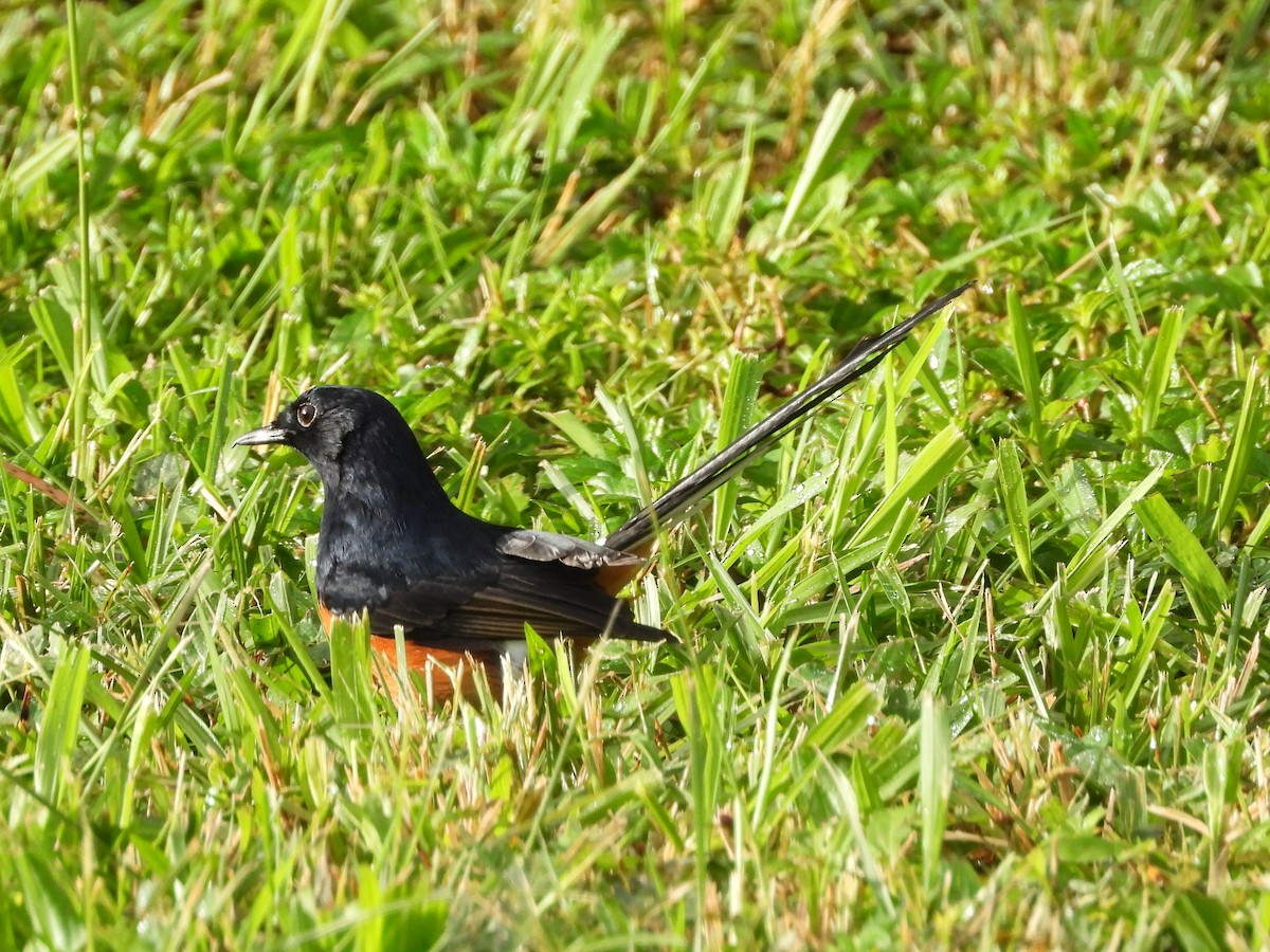 白腰鵲鴝 - ML647138498