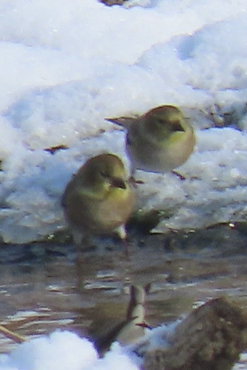 American Goldfinch - ML647138499