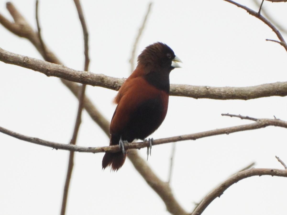 Kestane Rengi Munya - ML647138512