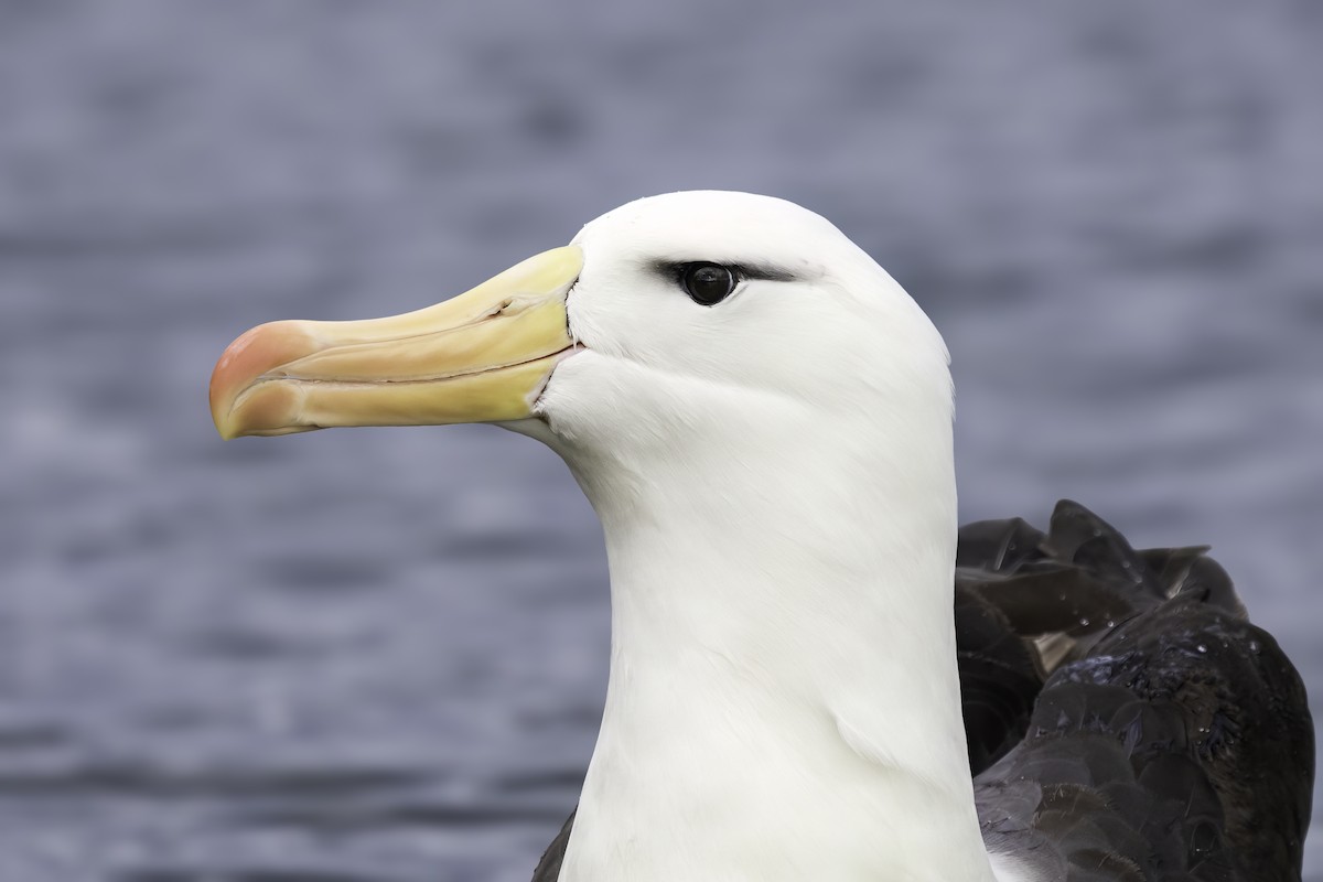 Black-browed Albatross - ML647138518