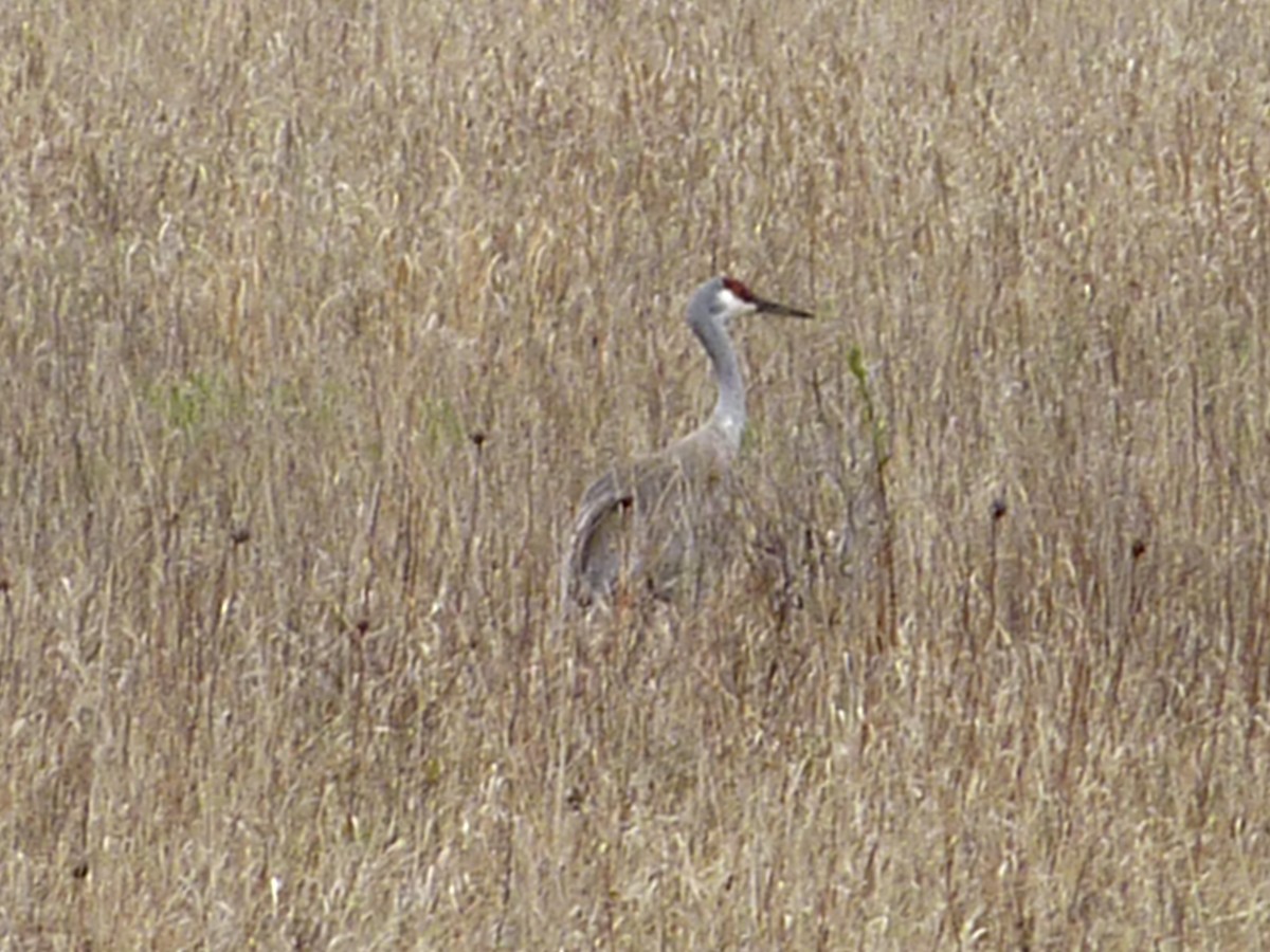 jeřáb kanadský - ML647138555