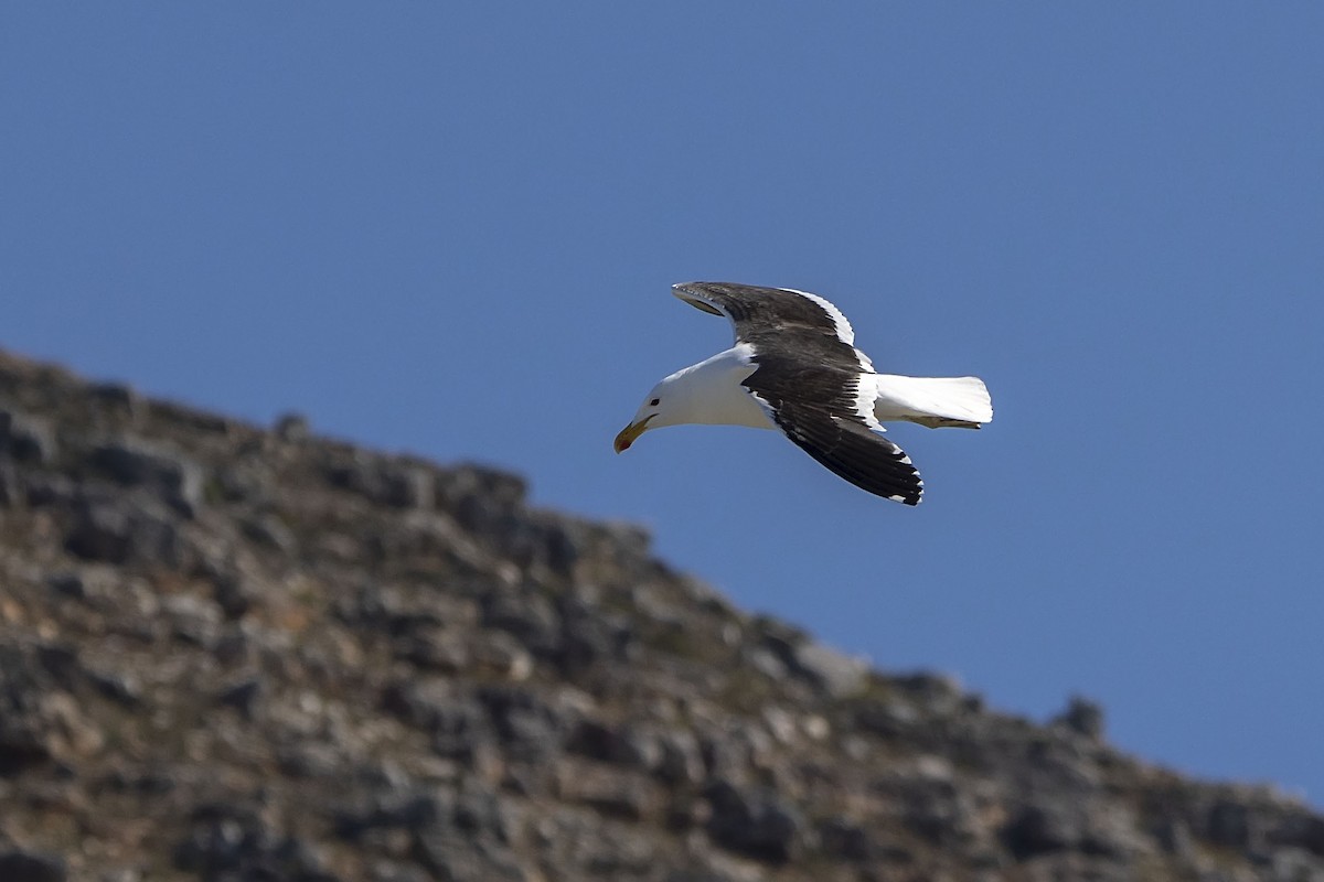 Kelp Gull - ML647138580