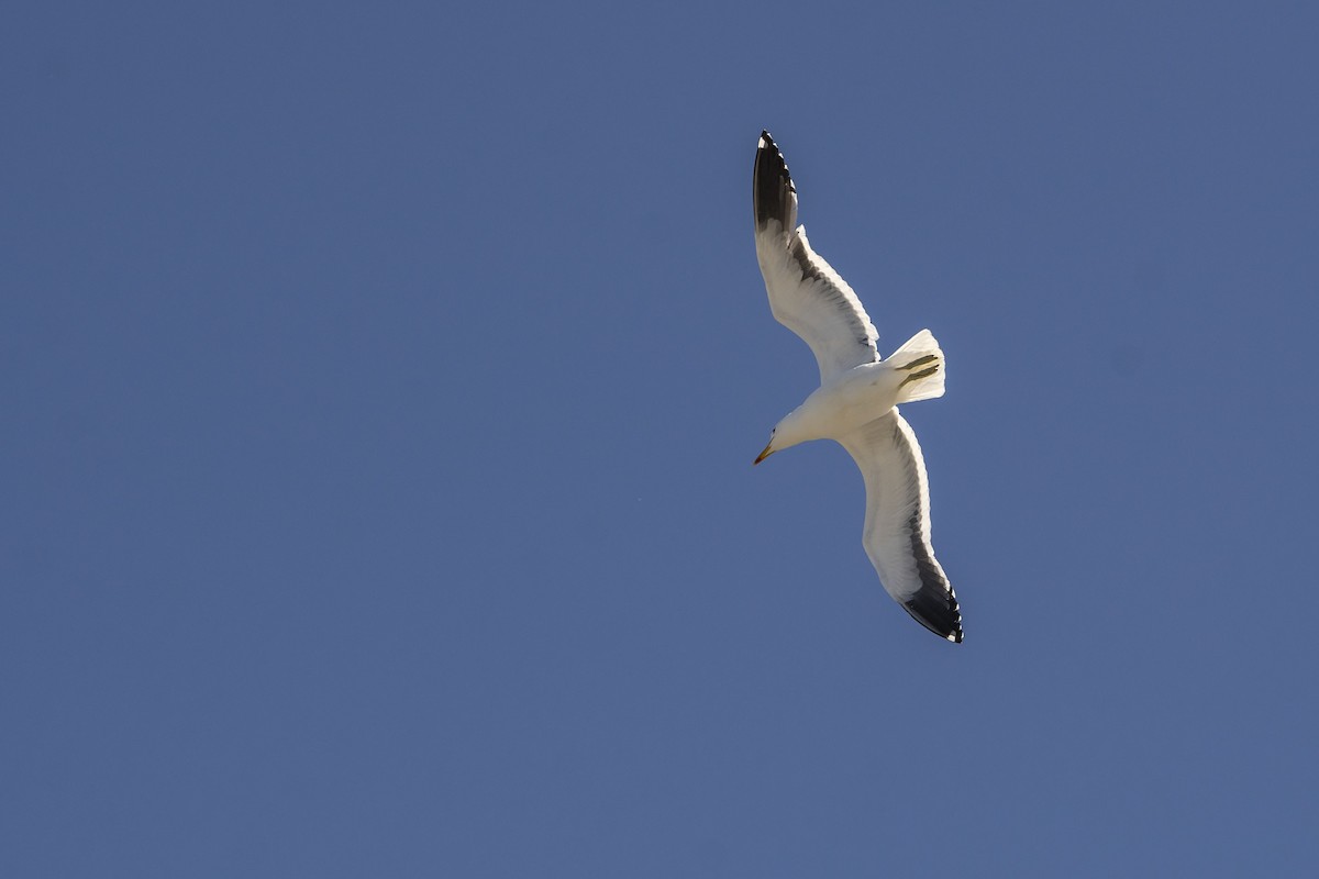 Kelp Gull - ML647138581