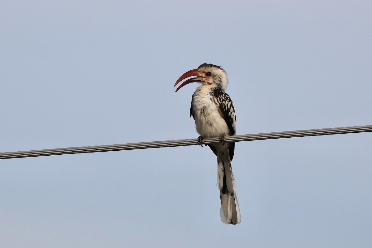 Токо дамарський - ML647138583