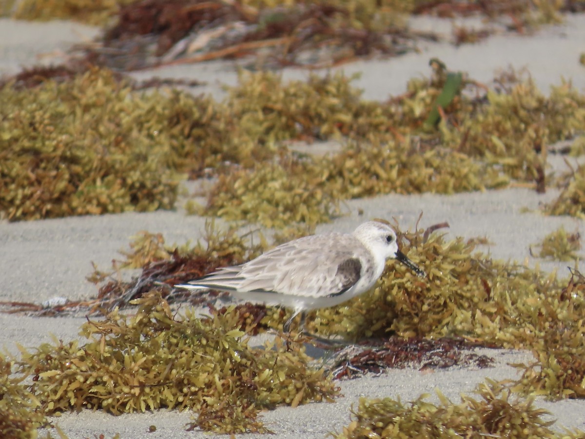 三趾濱鷸 - ML647138584