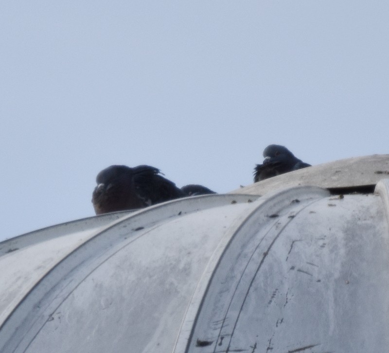 野鴿(野化) - ML647138585