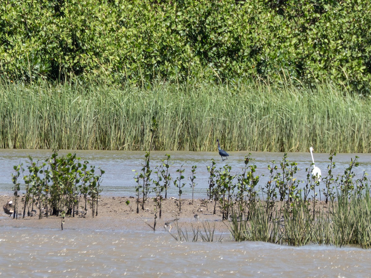 Little Blue Heron - ML647138586