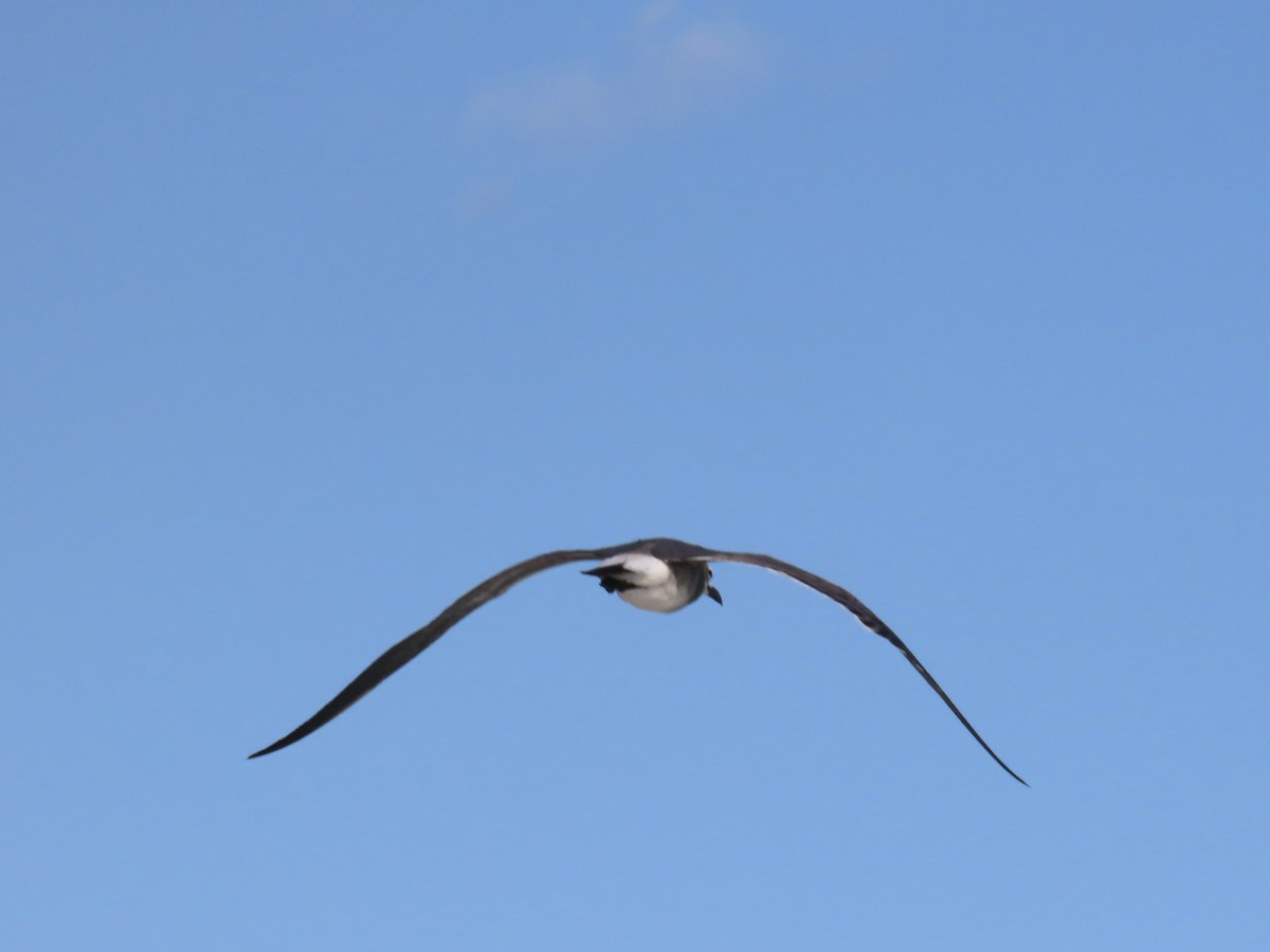 笑鷗 - ML647138587