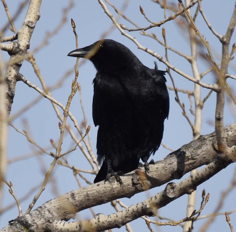American Crow - ML647138588
