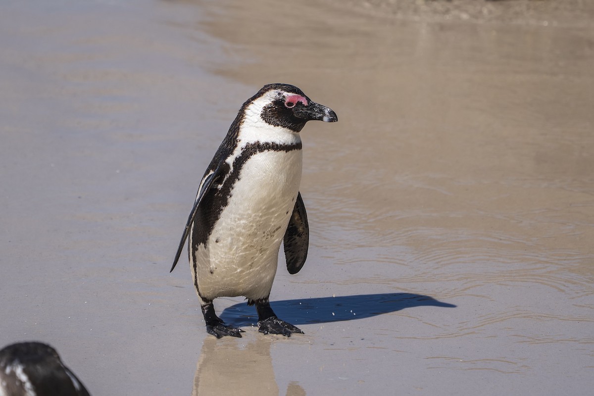 African Penguin - ML647138589