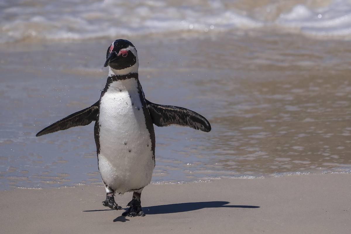 African Penguin - ML647138590