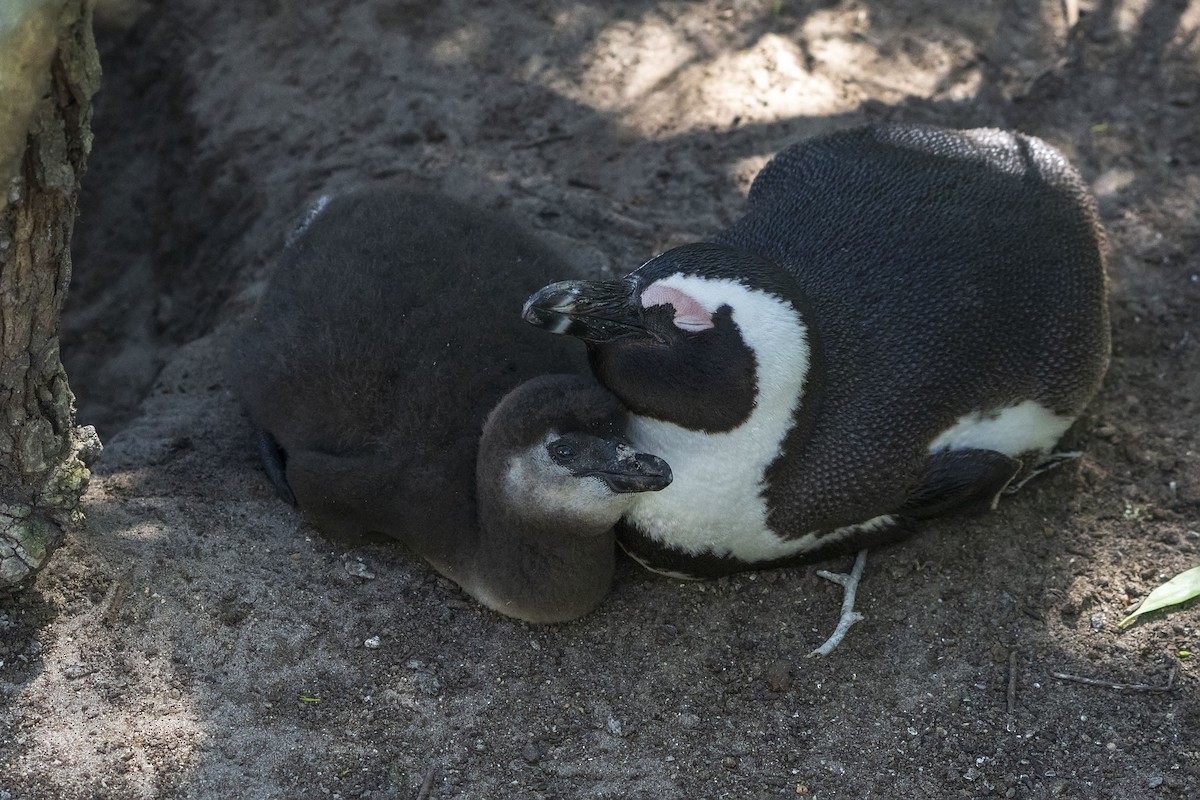 African Penguin - ML647138591