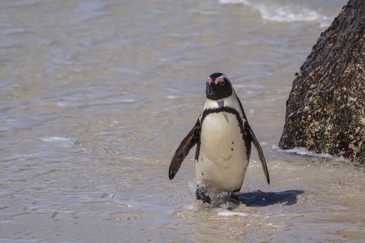 African Penguin - ML647138592