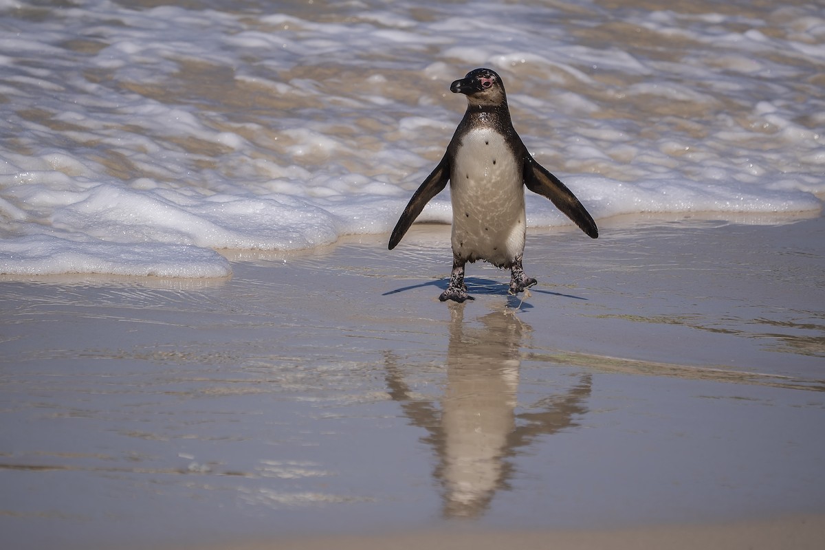 African Penguin - ML647138593