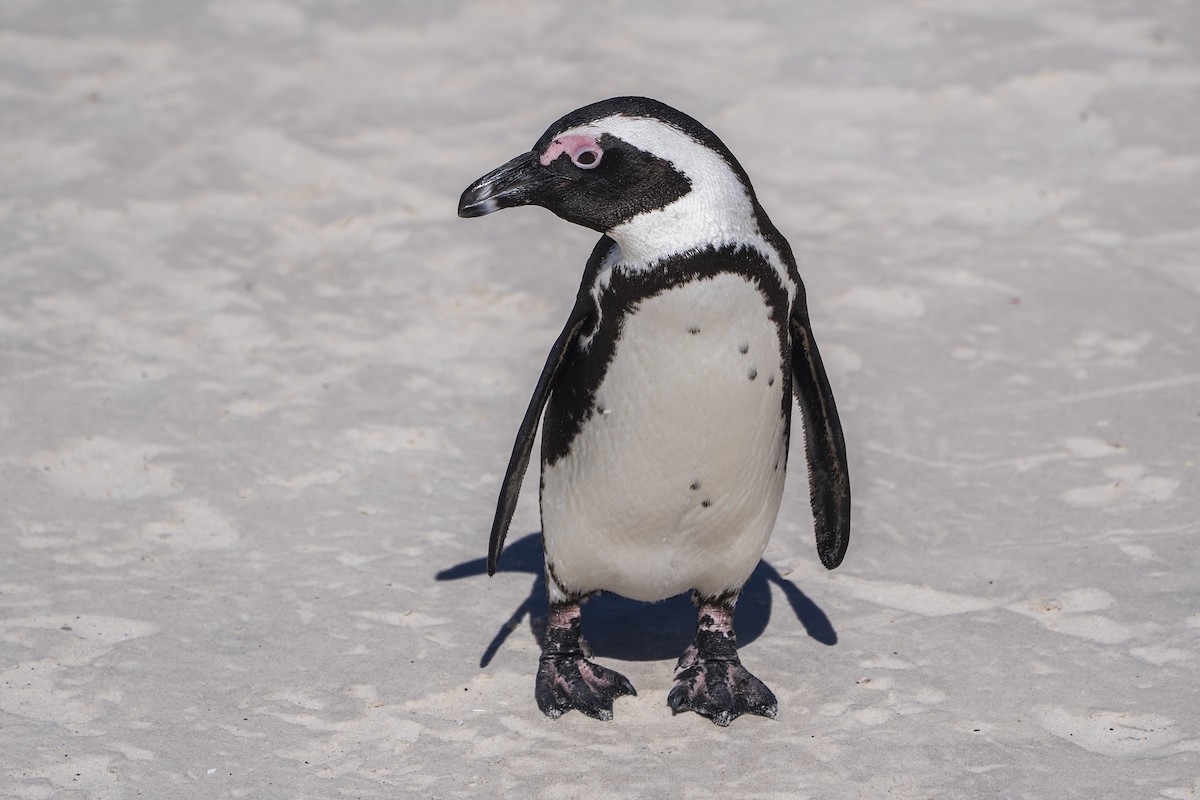 African Penguin - ML647138594