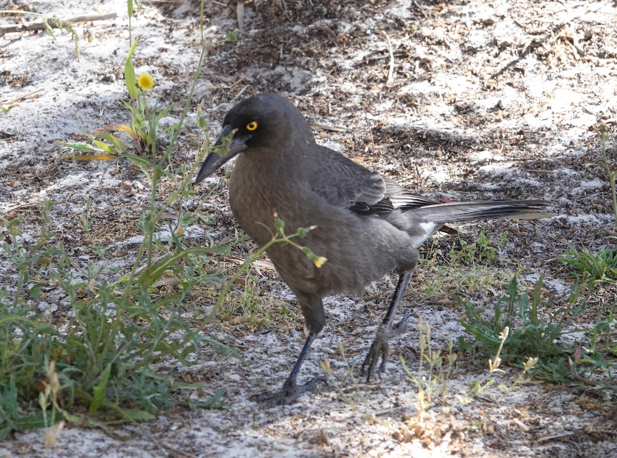 Gray Currawong - ML647138595